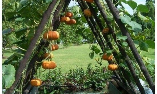 Extraordinary Vegetable Garden Ideas For Backyard – StyleSkier.com